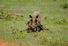 Warthog